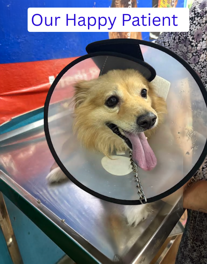 Our Gentle & Happy Patient undergoing care