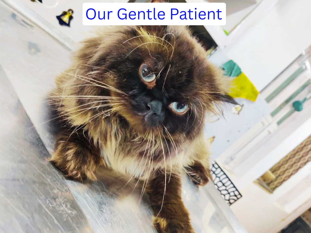 Our Gentle Patient receiving compassionate care