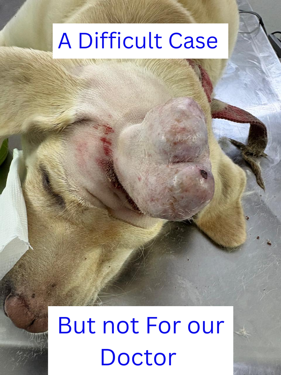 Pet Recovery